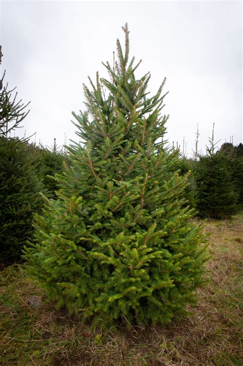 Holiday LivingNoble Fir Real Christmas Tree - Standard Size - Fresh Tree - Indoor/Outdoor Use. Model # 20067. Find My Store. for pricing and availability. 97. Holiday Living. Noble Fir Real Christmas Tree - Fresh Cut, Natural, Sustainable - …